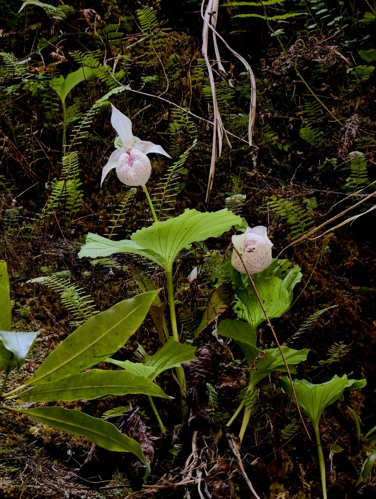 Cypripedium formosanum Hayata 2