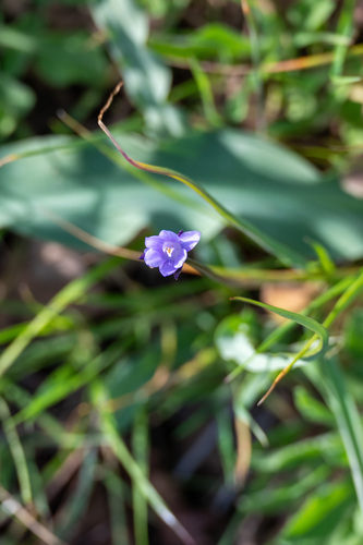 iNaturalist observation photo of blue dicks