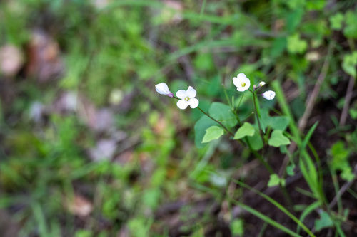 iNaturalist observation photo of milkmaids