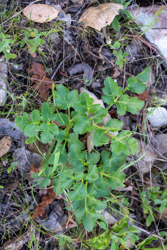 iNaturalist observation photo of umbrellaworts