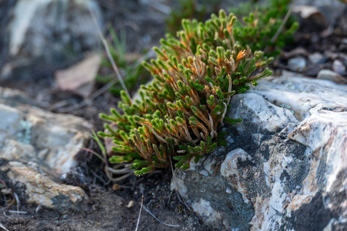iNaturalist observation photo of Bigelow's Spikemoss