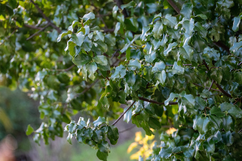 iNaturalist observation photo of hollyleaf cherry