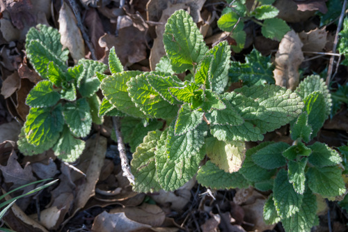 iNaturalist observation photo of Hedgenettles