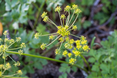 iNaturalist observation photo of Hartweg's umbrellawort
