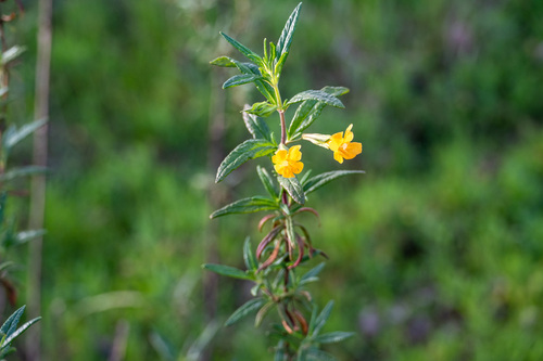 iNaturalist observation photo of orange bush monkeyflower