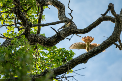 iNaturalist observation photo of American Kestrel