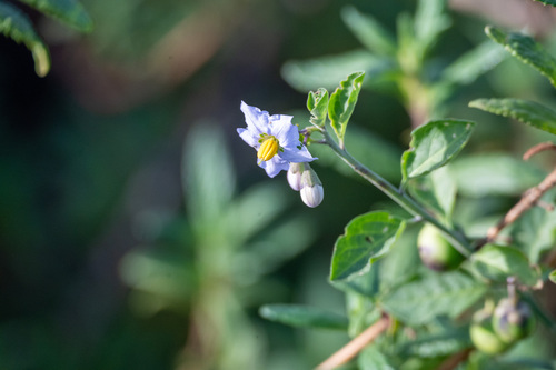 iNaturalist observation photo of bluewitch nightshade