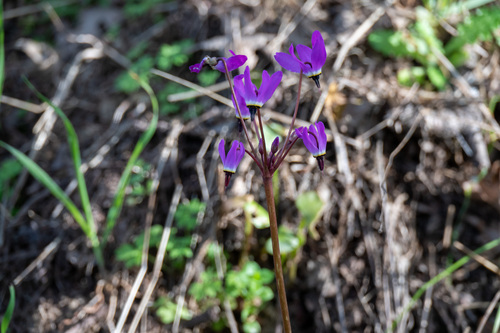 iNaturalist observation photo of Henderson's shooting star