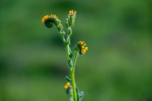 iNaturalist observation photo of Fiddlenecks