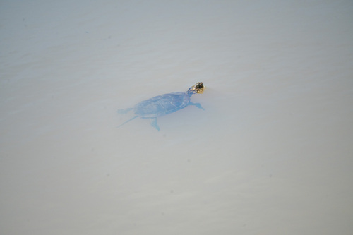 iNaturalist observation photo of Northwestern Pond Turtle
