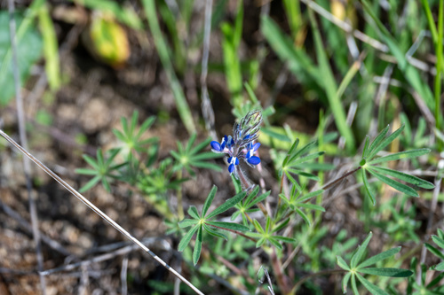 iNaturalist observation photo of Miniature Lupine