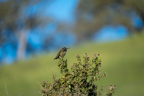 iNaturalist observation photo of Anna's Hummingbird