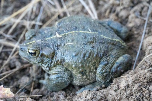 iNaturalist observation photo of Western Toad