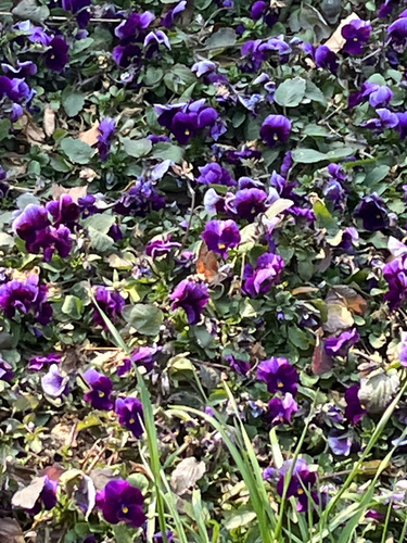 Eurasian Hummingbird Hawkmoth