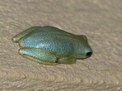 Hyperolius viridiflavus