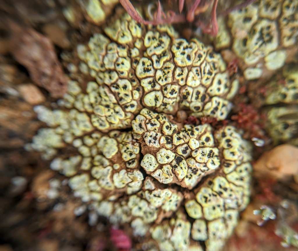 cobblestone lichens, eiglera lichens, and allies