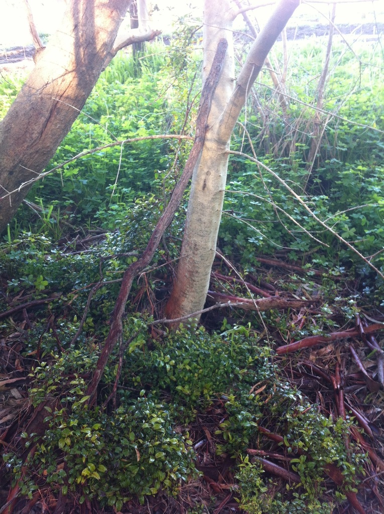Bridal Creeper (City of Playford) · iNaturalist
