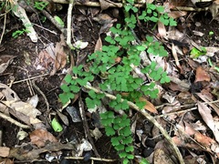 Adiantum atroviride