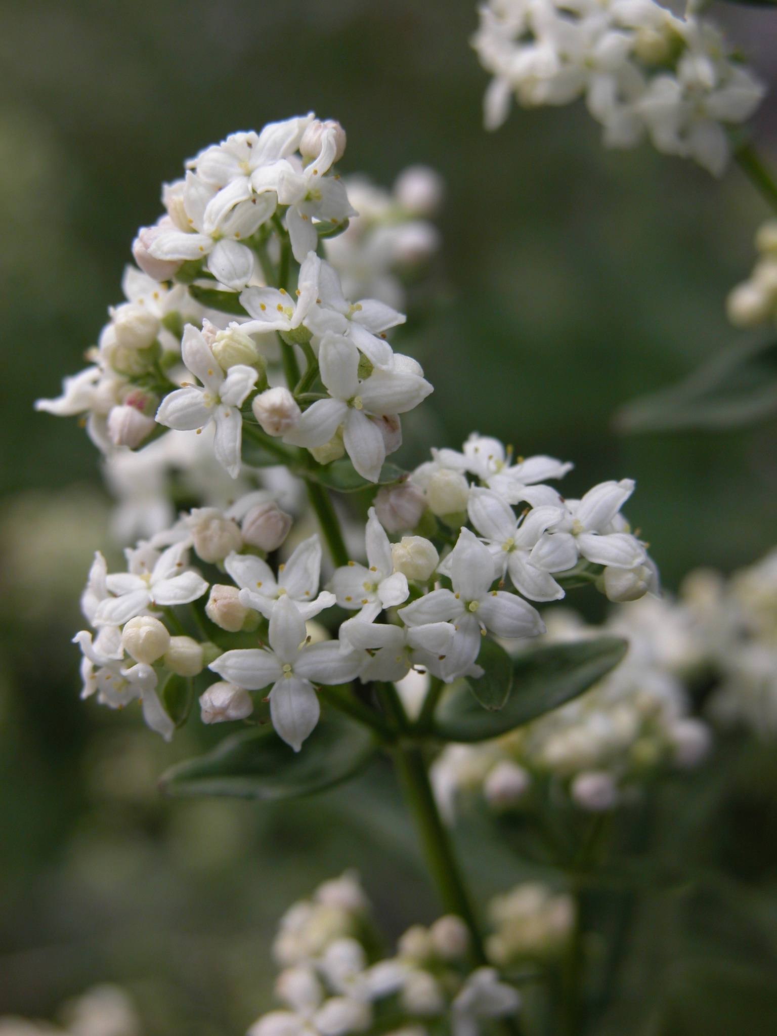 Galium boreale