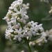 Northern Bedstraw - Photo (c) Елена Шубницина, some rights reserved (CC BY-NC), uploaded by Елена Шубницина