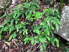 Adiantum hispidulum minus