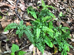 Adiantum hispidulum minus