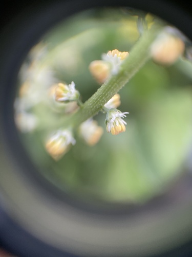 Caylusea hexagyna (Caylusea hexagyna)