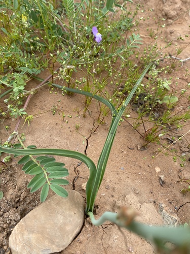 Dipcadi serotinum