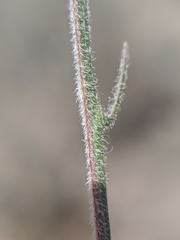Uropappus