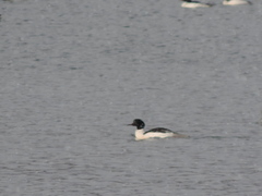 Mergus merganser