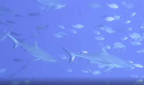 Grey Reef Shark