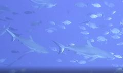 Grey Reef Shark