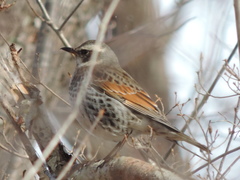 Turdus eunomus