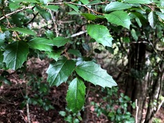 Aphananthe philippinensis