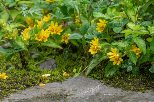 Lysimachia rubiginosa