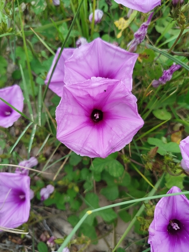 Ipomoea ficifolia, photograph 5