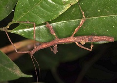 Lobolibethra