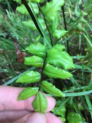 Cheilanthes viridis viridis