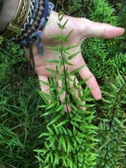 Cheilanthes viridis viridis