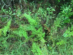 Cheilanthes viridis viridis