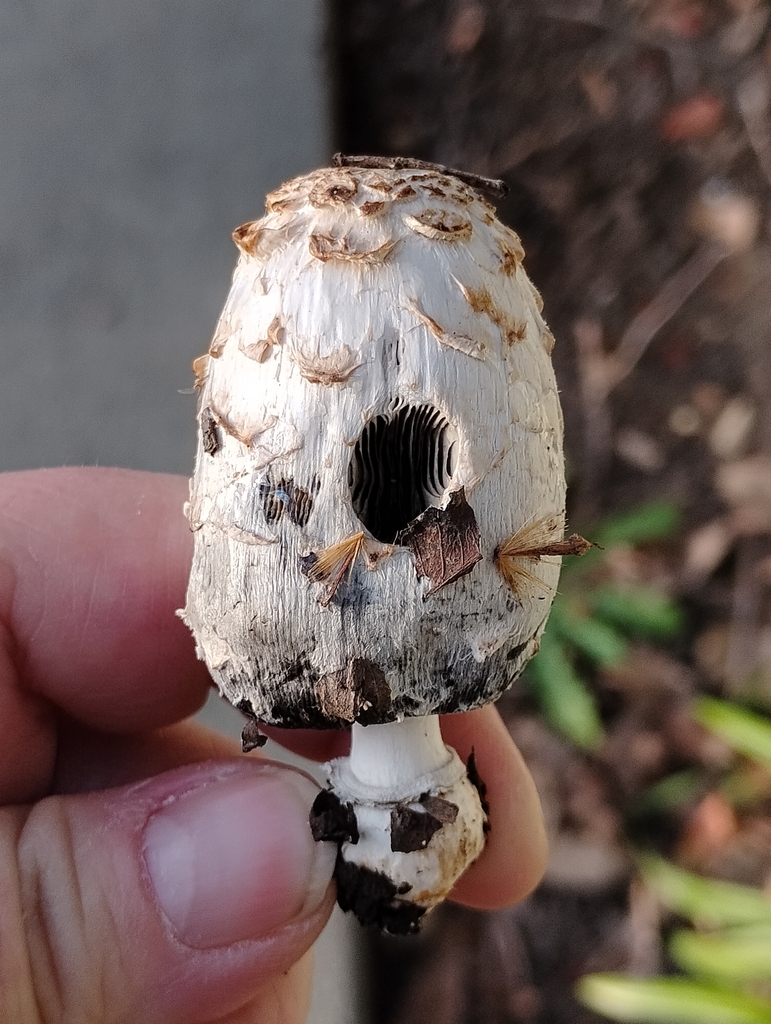 Coprinus comatus · March 2026 · photo: © pholroyd (iNaturalist, cc0)