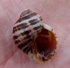 Nucella emarginata