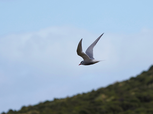 iNaturalist image