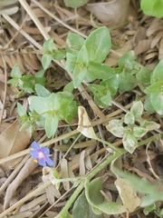 Anagallis