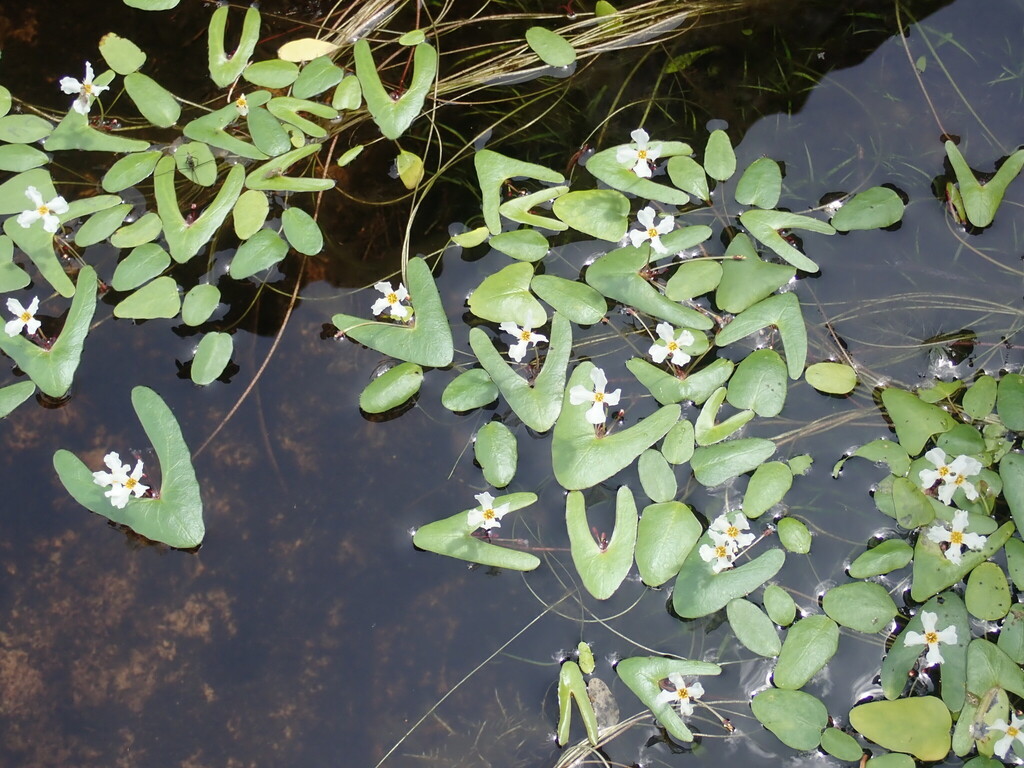 Nymphoides furculifolia (Nymphoides furculifolia)