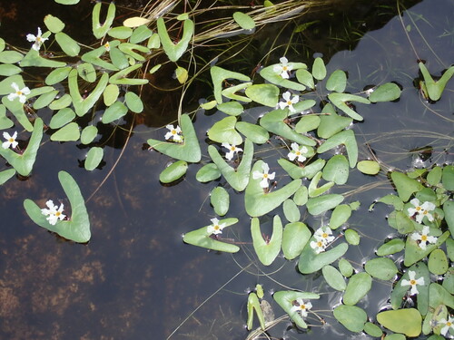 Nymphoides furculifolia (Nymphoides furculifolia)
