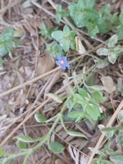 Anagallis