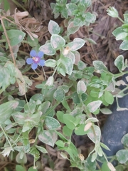 Anagallis