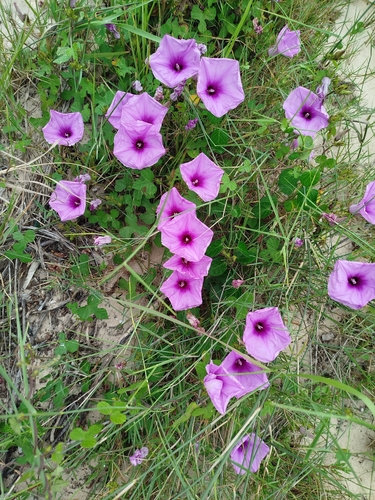 Ipomoea ficifolia, photograph 6