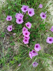 Ipomoea ficifolia, photograph (c) Amy Riordan, some rights reserved (CC BY)